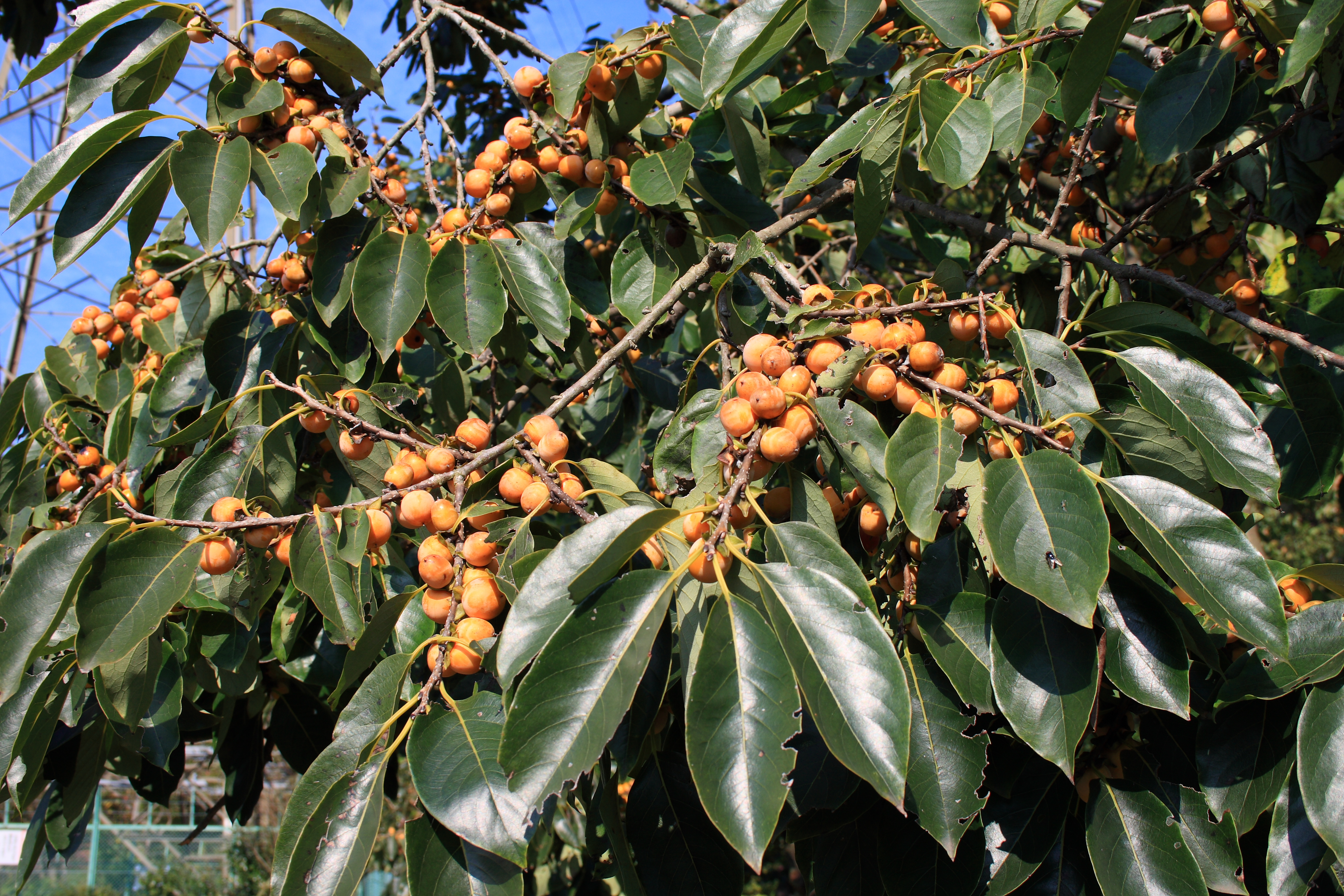 date-plum